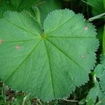 Alchemilla crinita leaf picture by arlas (cc-by-sa)