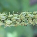 Schoenocaulon officinale flower picture by Nelson Zamora Villalobos (cc-by-nc)