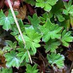 Geranium sibbaldioides leaf picture by Fabien Anthelme (cc-by-sa)