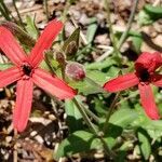 Silene virginica flower picture by erinhines (cc-by-sa)