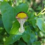 Aristolochia triangularis flower picture by Gonçalves da Cunha Lucas (cc-by-sa)