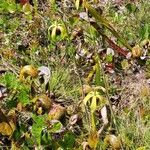 Darlingtonia californica leaf picture by noelle e (cc-by-sa)