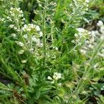 Lepidium campestre flower picture by Esquerra Lluis (cc-by-sa)