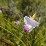 Arundina graminifolia flower picture by Prokisanda (cc-by-sa)