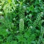 Lepidium virginicum flower picture by Lea D (cc-by-sa)