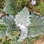 Salvia argentea leaf picture by Rojo Florencio (cc-by-sa)