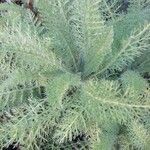 Achillea crithmifolia leaf picture by Didier EYCHENNE (cc-by-sa)