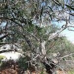 Acacia retinodes habit picture by Clothilde Hanoteau (cc-by-sa)