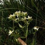 Centaurium pulchellum habit picture by Paul FRANCK (cc-by-sa)