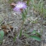 Centaurea decipiens habit picture by Alain Bigou (cc-by-sa)