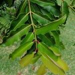 Syzygium cymosum leaf picture by Patrick Mussard (cc-by-sa)