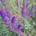 Salvia nemorosa flower picture by Роман Бородавкин (cc-by-sa)