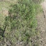 Baccharis dracunculifolia habit picture by Muzzachiodi Norberto (cc-by-sa)