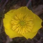 Ranunculus gramineus flower picture by Alconchel Paco (cc-by-sa)