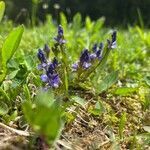 Polygala amara habit picture by grutz (cc-by-sa)