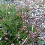 Calluna vulgaris flower picture by Alizé Moucel (cc-by-sa)