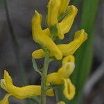 Corydalis aurea flower picture by Jack Pommer (cc-by-sa)