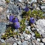 Campanula cochleariifolia flower picture by Thomas Bühler (cc-by-sa)