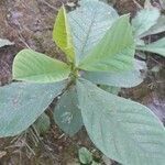 Crotalaria spectabilis leaf picture by lgps longjam Gulapi Singh (cc-by-sa)