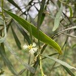 Acacia salicina flower picture by arlas (cc-by-sa)