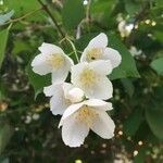 Philadelphus coronarius flower picture by pierre vernet (cc-by-sa)