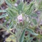 Malva setigera flower picture by Fabrice Mélet (cc-by-sa)