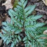 Botrychium dissectum leaf picture by Casey Harmon (cc-by-sa)