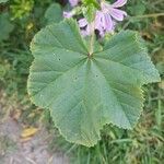 Malva multiflora leaf picture by Lamarque Patrice (cc-by-sa)