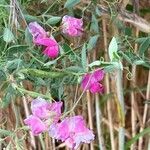 Lathyrus tuberosus flower picture by Norman Sand (cc-by-sa)