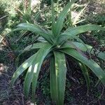 Aloe macra habit picture by Daniel Barthelemy (cc-by-nc)