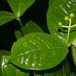 Rudgea cornifolia leaf picture by Nelson Zamora Villalobos (cc-by-nc)