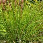 Juncus squarrosus leaf picture by NaNo_ N9 (cc-by-sa)