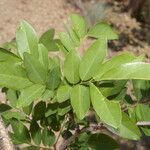 Coursetia elliptica leaf picture by Nelson Zamora Villalobos (cc-by-nc)