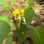 Physalis philadelphica flower picture by Pau Cruz (cc-by-sa)