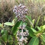 Miconia albicans fruit picture by Barros Domingues Regina (cc-by-sa)