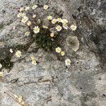 Bellium bellidioides habit picture by Patrice Nodet (cc-by-sa)