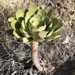 Aeonium pseudourbicum leaf picture by joselu_4 (cc-by-sa)