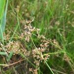 Juncus subnodulosus leaf picture by Pauline Nury (cc-by-sa)