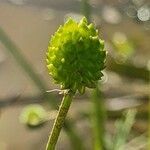 Ranunculus multifidus fruit picture by susan brown (cc-by-sa)