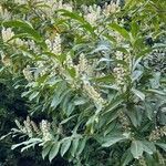 Prunus laurocerasus habit picture by Bernard Boutin (cc-by-sa)