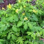 Chelidonium majus habit picture by Alain Bigou (cc-by-sa)