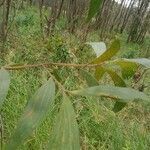 Acacia mangium leaf picture by Matthew Brown (cc-by-sa)