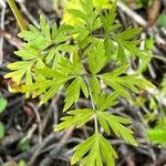 Conioselinum scopulorum leaf picture by Joseph Littlehorn (cc-by-sa)