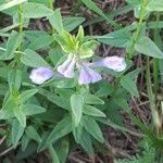 Scutellaria hastifolia flower picture by Radoslav Marinkovic (cc-by-sa)