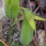 Crotalaria sagittalis fruit picture by Bruce Winter (cc-by-sa)