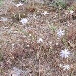 Silene portensis habit picture by Victoria C. (cc-by-sa)