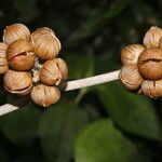 Itzaea sericea fruit picture by Nelson Zamora Villalobos (cc-by-nc)