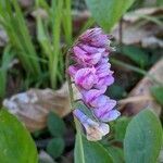 Lathyrus venetus flower picture by Denis Bastianelli (cc-by-sa)