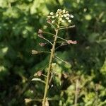 Capsella bursa-pastoris fruit picture by Udo Herkommer (cc-by-sa)