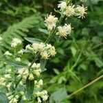 Solidago bicolor flower picture by Eyvette (cc-by-sa)